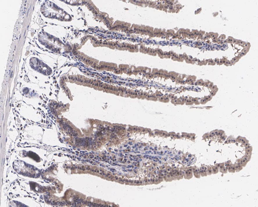 MS4A10 Antibody (PSH0-71)