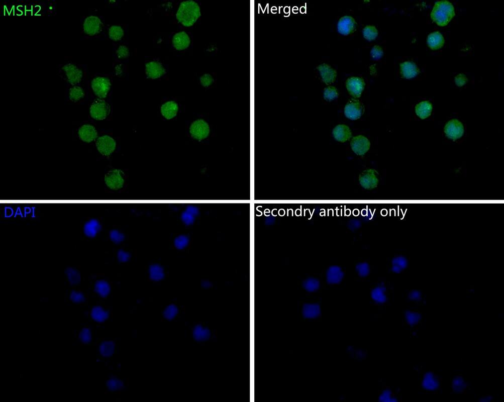 MSH2 Antibody (10G3-R)