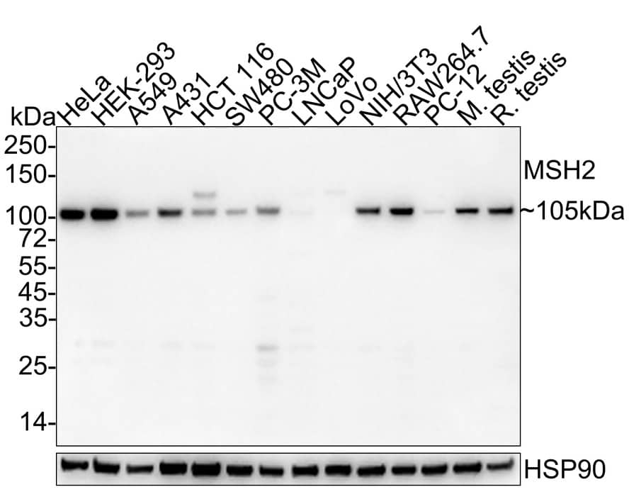 MSH2 Antibody (10G2-R)