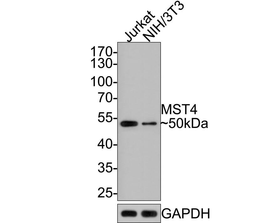 MST4 Antibody (JE64-64)