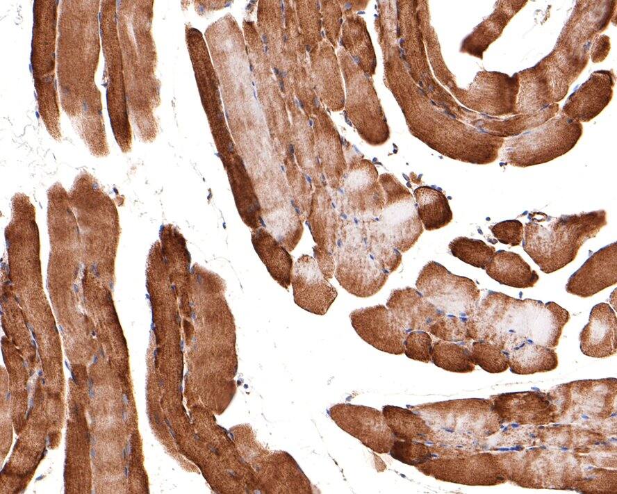 MST4 Antibody (JE64-64)