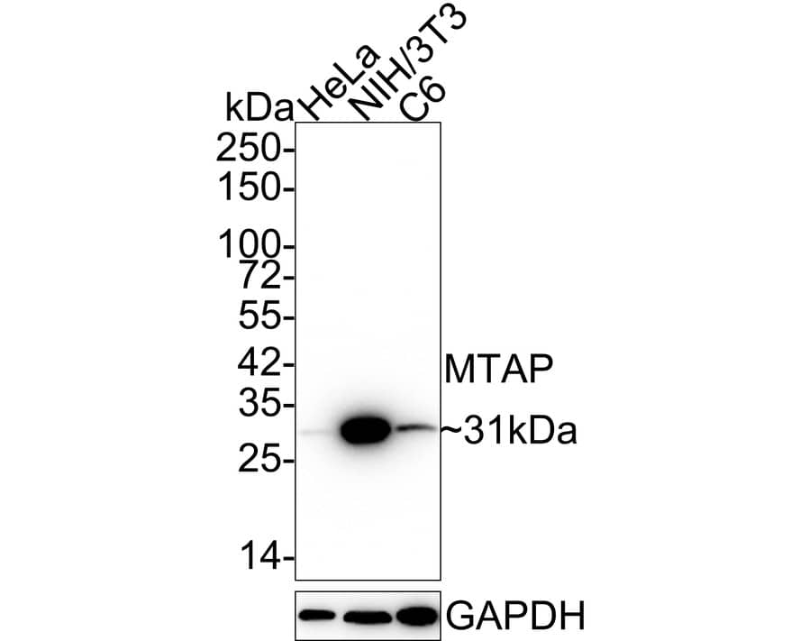 MTAP Antibody (JE63-74)