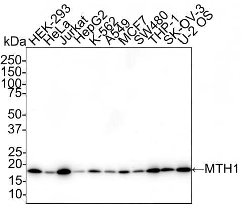 MTH1 Antibody (PSH02-40) Western Blot: MTH1 Antibody (PSH02-40) [NBP3-32612]