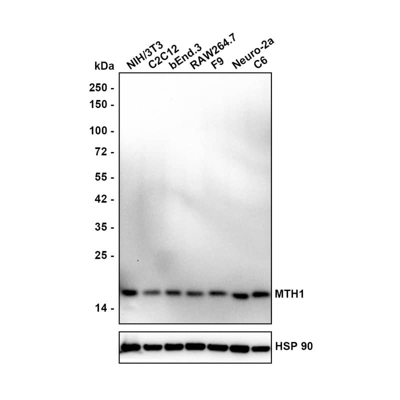 MTH1 Antibody (PSH02-40) Western Blot: MTH1 Antibody (PSH02-40) [NBP3-32612]