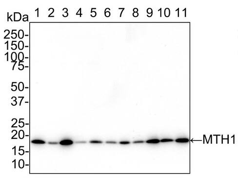 MTH1 Antibody (PSH02-40)