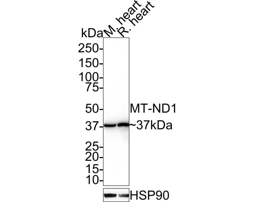 MT-ND1 Antibody (JE34-93)