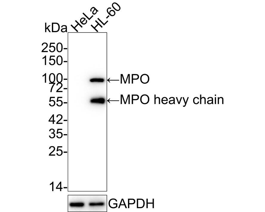 Myeloperoxidase/MPO Antibody (PD00-20)