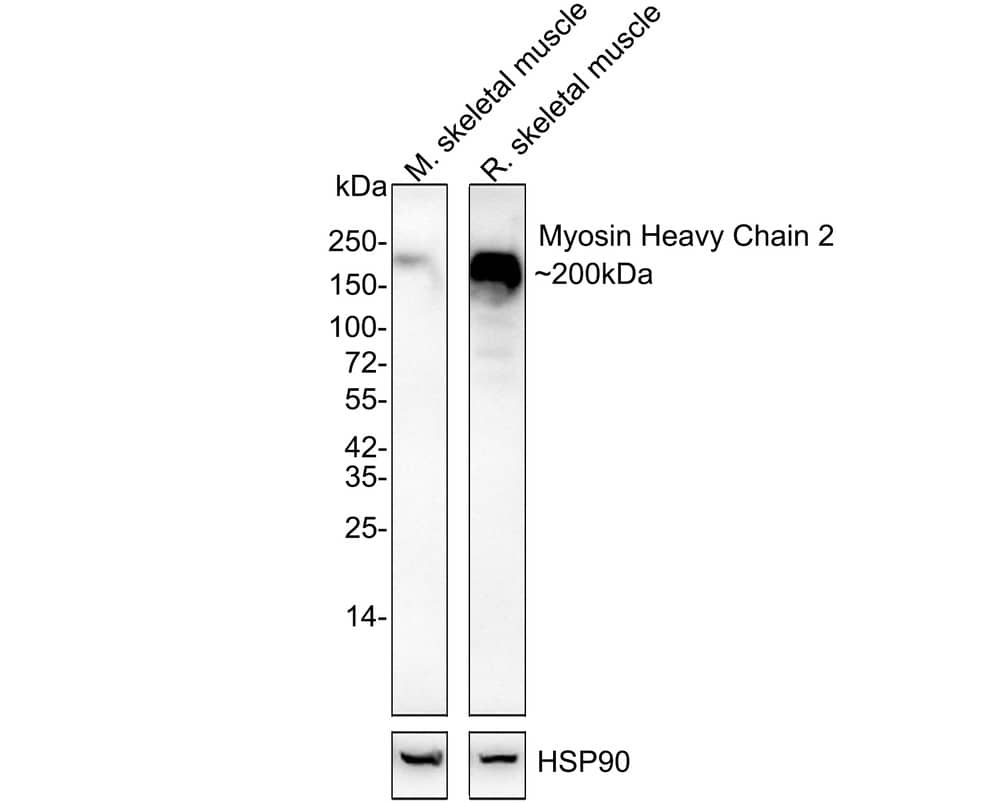 Myosin heavy chain 2 Antibody (JE53-30)