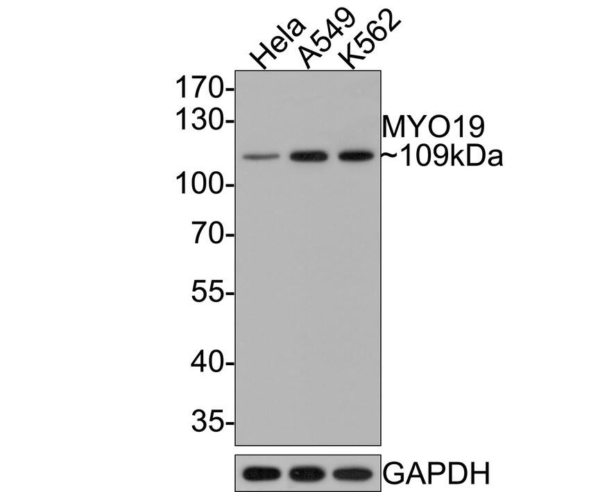 MYO19 Antibody (JE64-30)