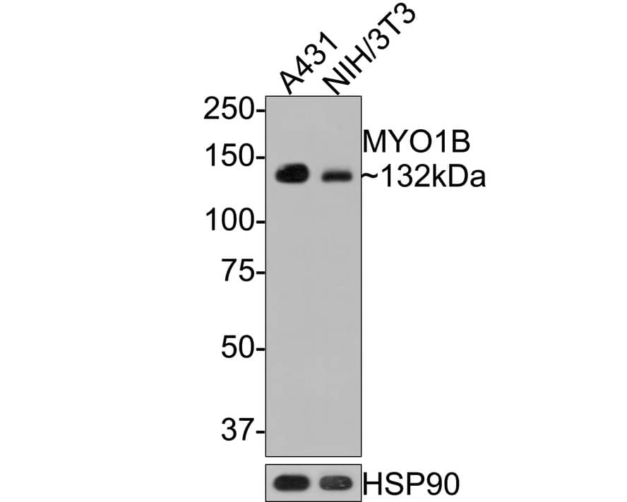 Myosin 1B Antibody (JE65-01)