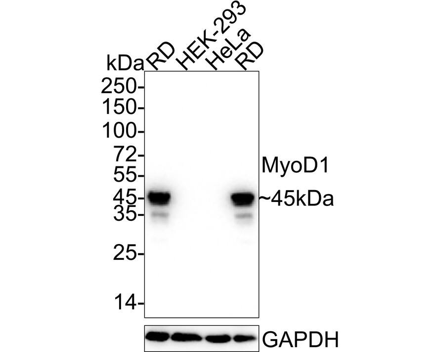 MyoD Antibody (JE60-47)