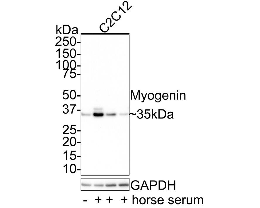 Myogenin Antibody (JE60-39)