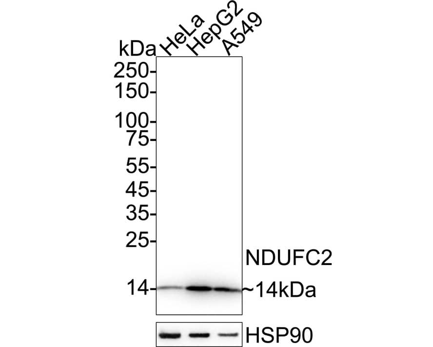 NDUFC2 Antibody (JE65-31) Western Blot: NDUFC2 Antibody (JE65-31) [NBP3-32637]