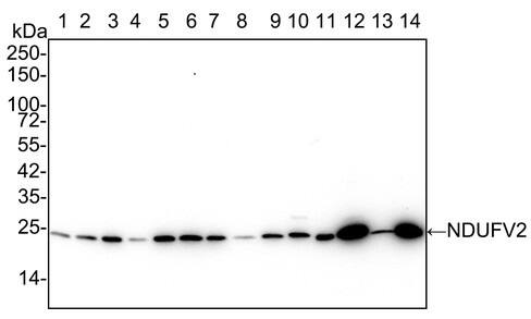 NDUFV2 Antibody (PSH02-86)
