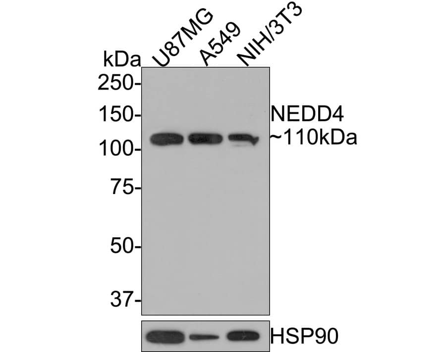 NEDD4 Antibody (JE35-58)