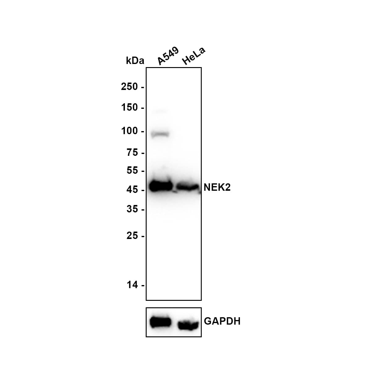 NEK2 Antibody (JE37-74) Western Blot: NEK2 Antibody (JE37-74) [NBP3-32642]
