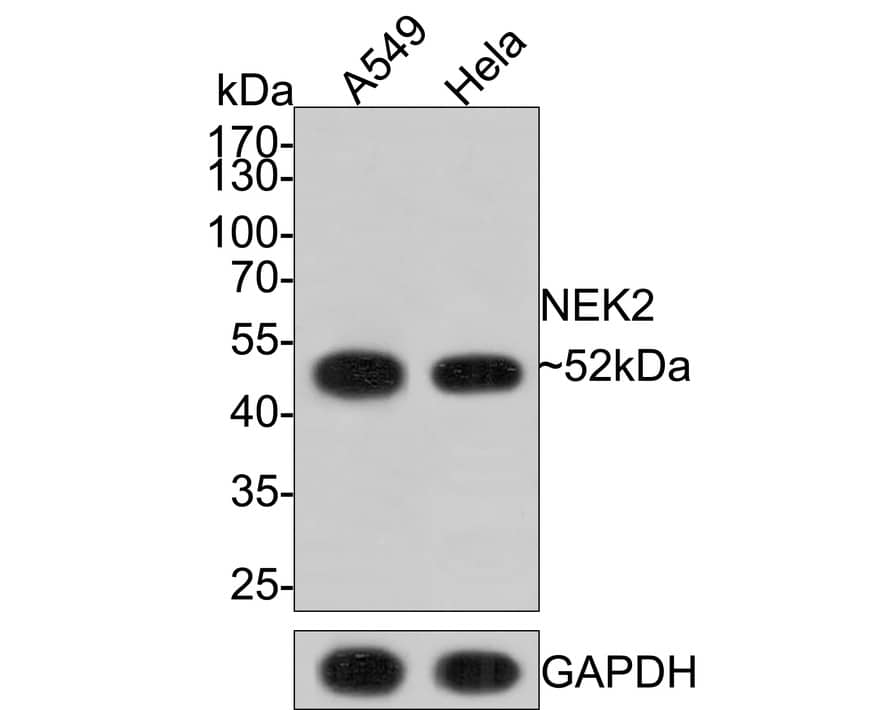 NEK2 Antibody (JE37-74)