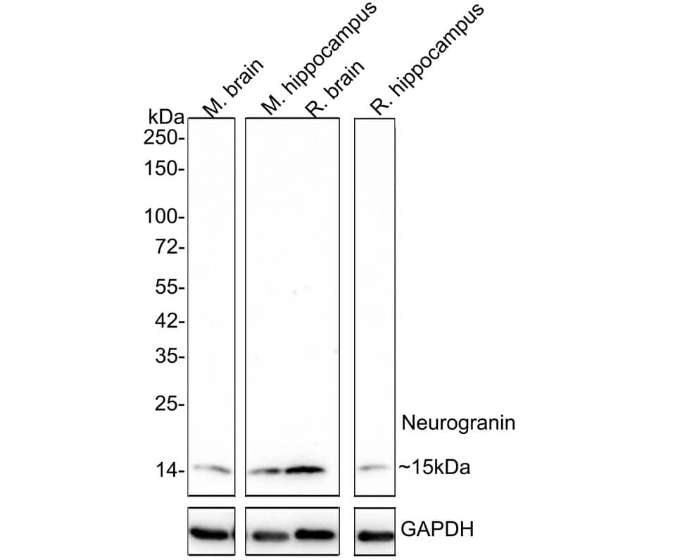 Neurogranin Antibody (PSH02-96)