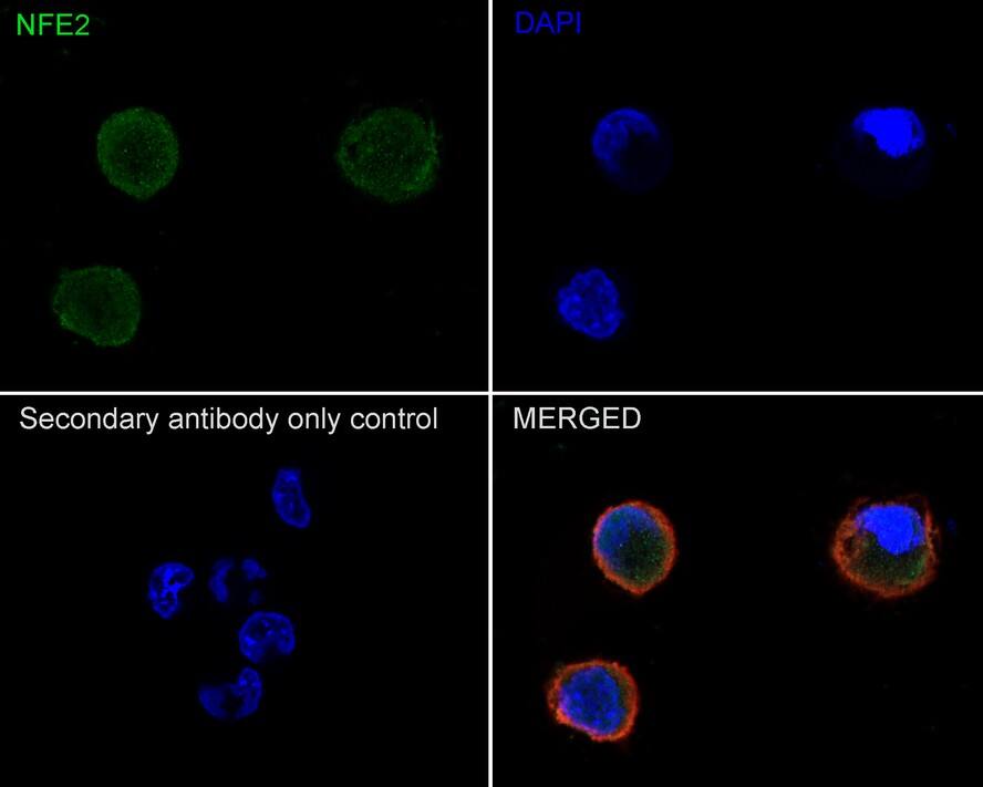 Nuclear Factor Erythroid Derived 2 Antibody (JE65-92)