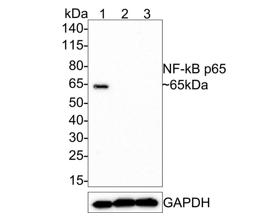 RelA/NFkB p65 Antibody (PSH0-27)