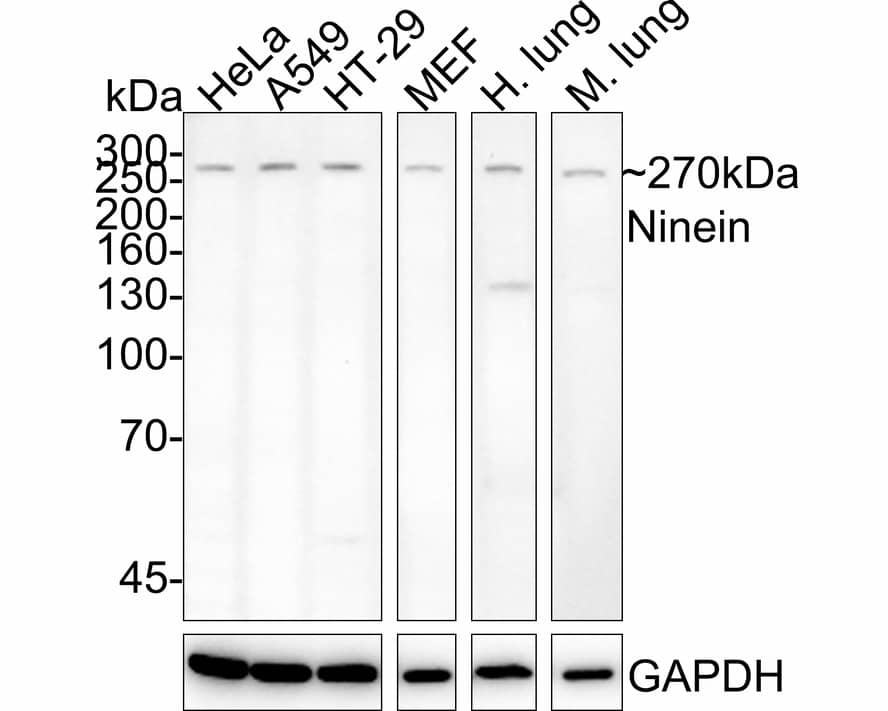 Ninein Antibody (PSH03-23)