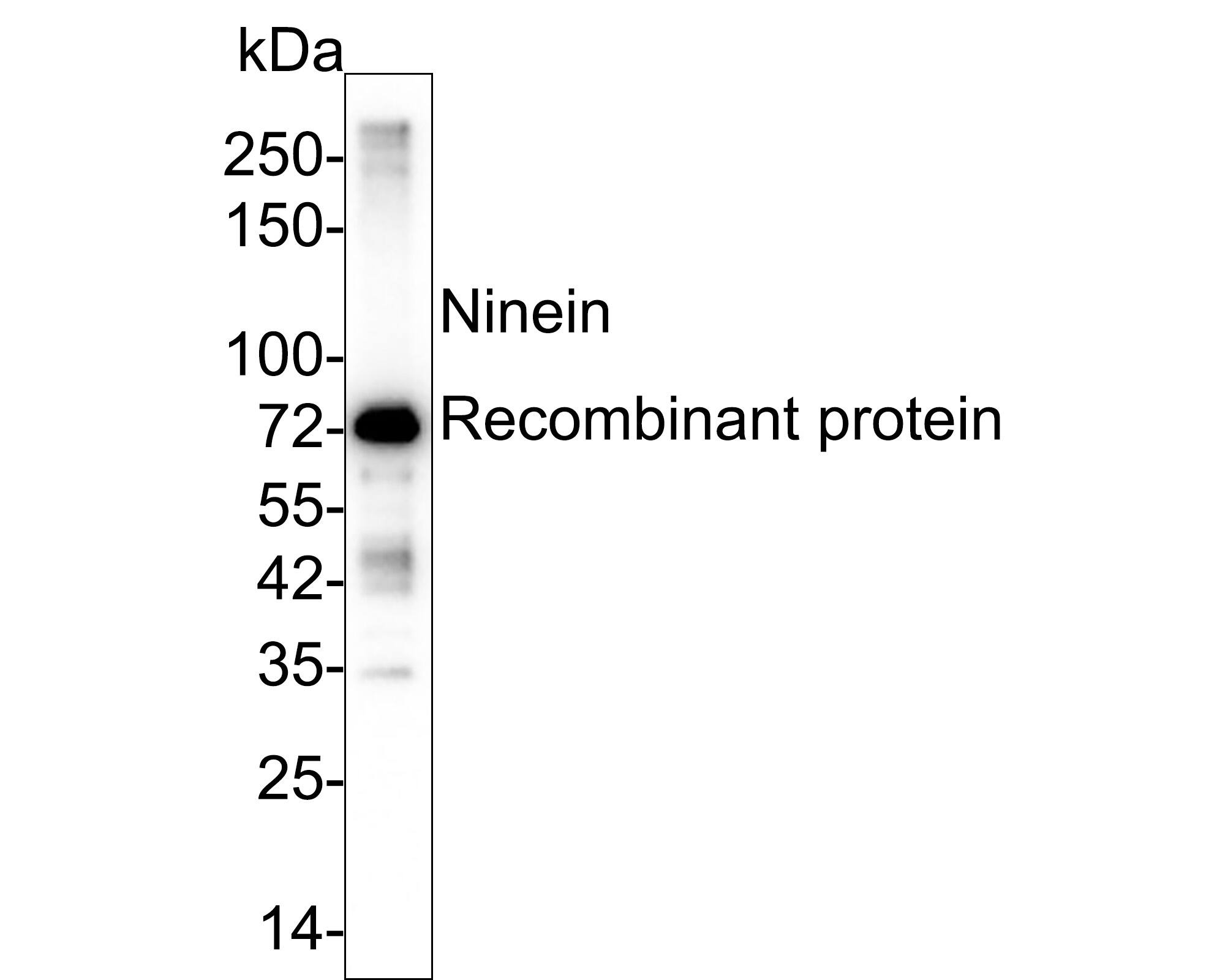 Ninein Antibody (PSH03-46) Western Blot: Ninein Antibody (PSH03-46) [NBP3-32652]
