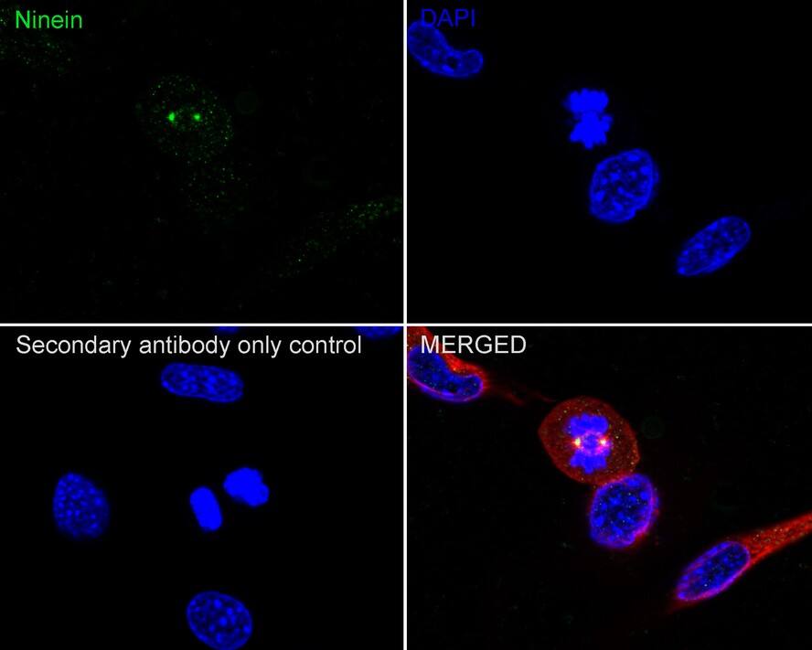 Ninein Antibody (PSH03-46)