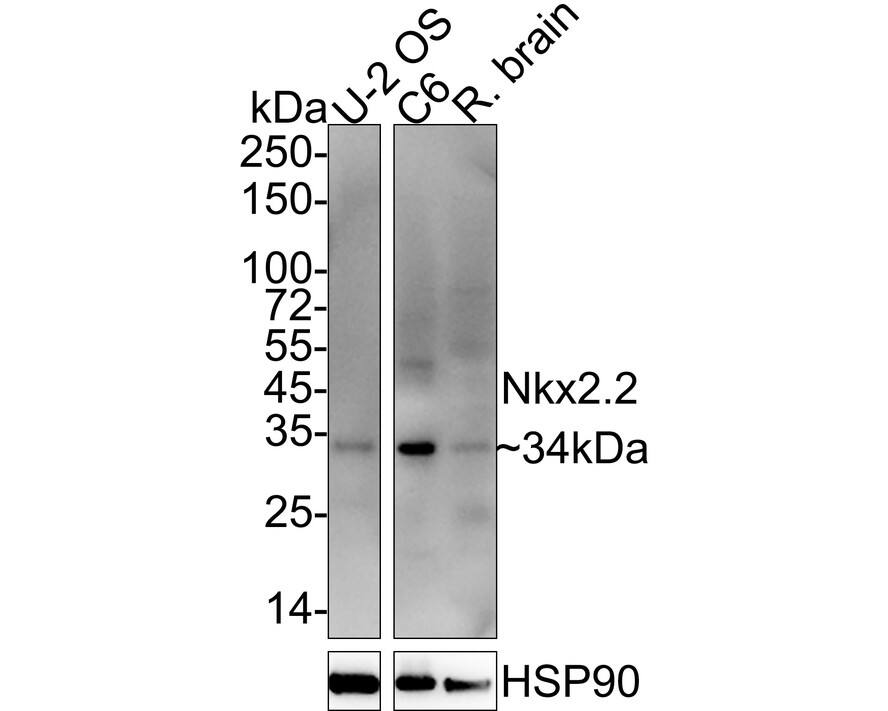 NKX2.2 Antibody (JE60-66)