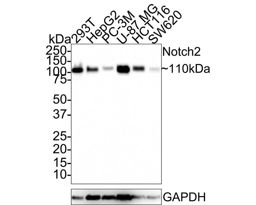 Notch-2 Antibody (PSH0-54)