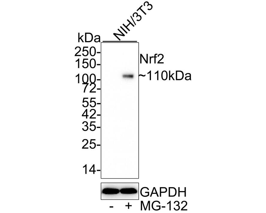 Nrf2 Antibody (JE30-14) Western Blot: Nrf2 Antibody (JE30-14) [NBP3-32661]