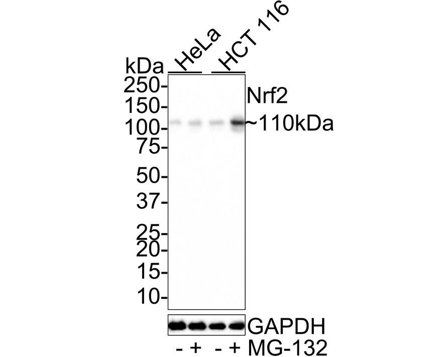 Nrf2 Antibody (JE30-14)