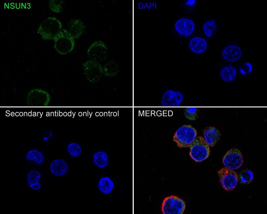 NSUN3 Antibody (PSH01-97)