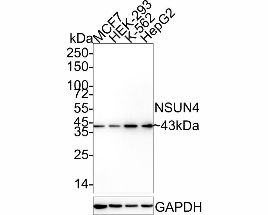 NSUN4 Antibody (4G3-R)