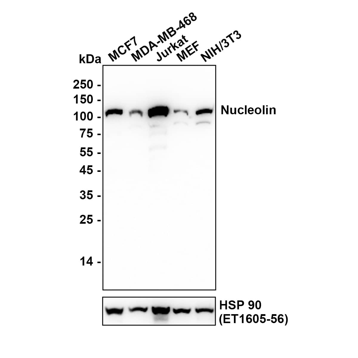 Nucleolin Antibody (JE65-71) Western Blot: Nucleolin Antibody (JE65-71) [NBP3-32668]