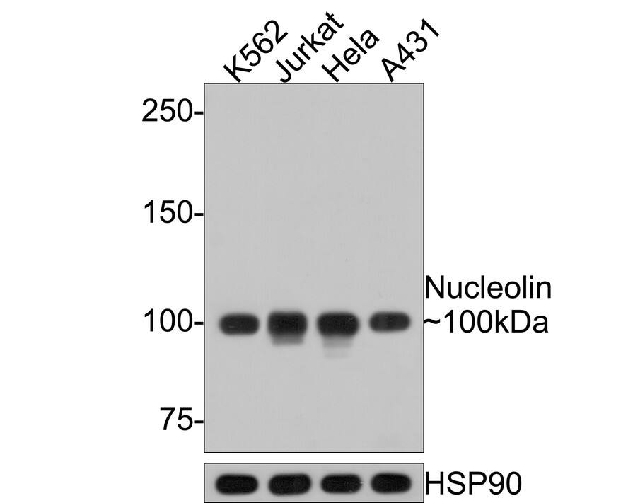 Nucleolin Antibody (JE65-71)