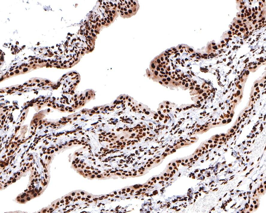Nucleolin Antibody (JE65-71)