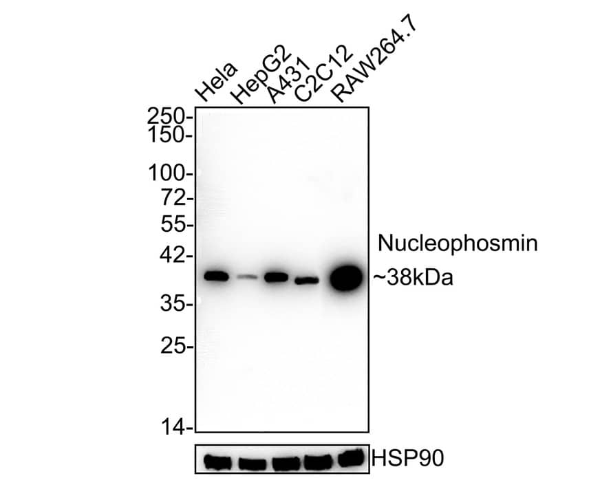 NPM1 Antibody (PD00-91)