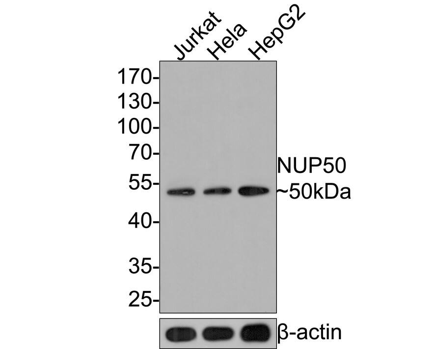 NUP50 Antibody (JE64-06)