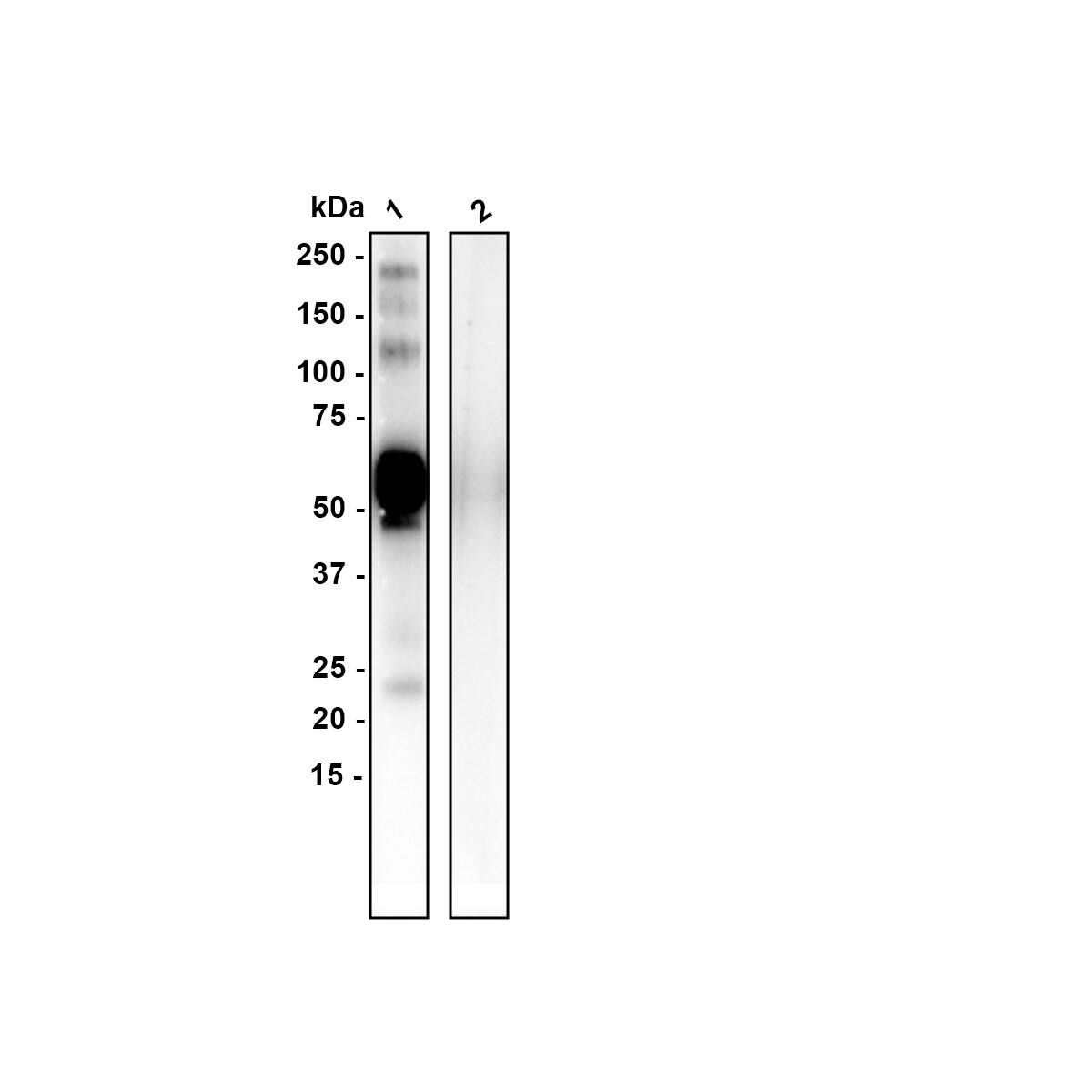 OLFM4 Antibody (PSH01-36) Western Blot: OLFM4 Antibody (PSH01-36) [NBP3-32677]