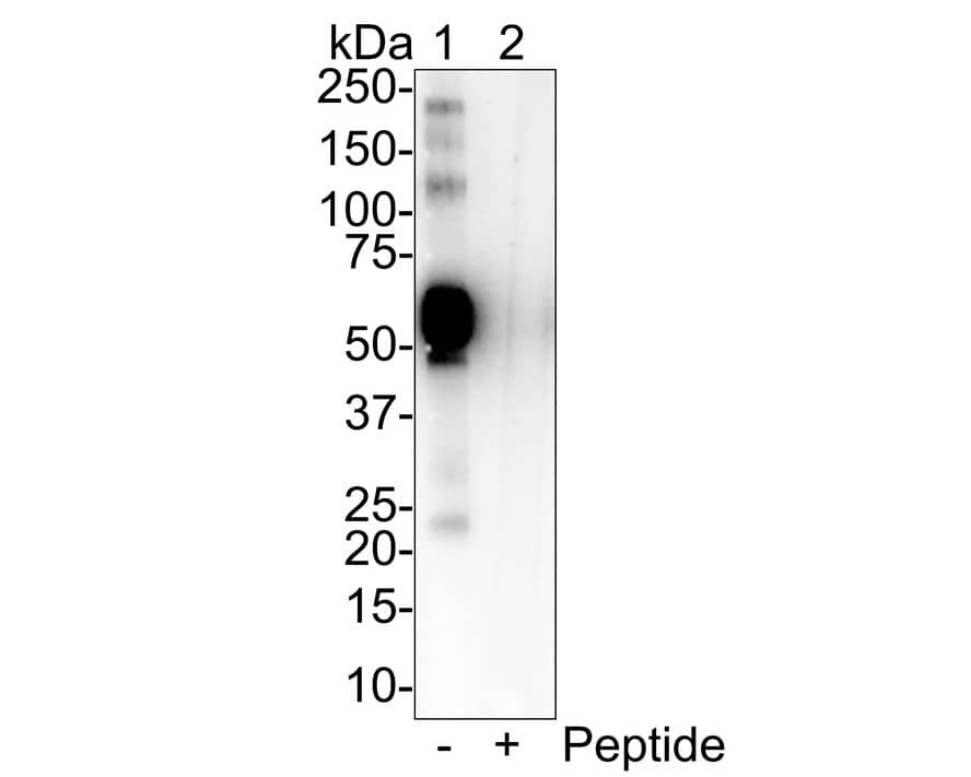 OLFM4 Antibody (PSH01-36)