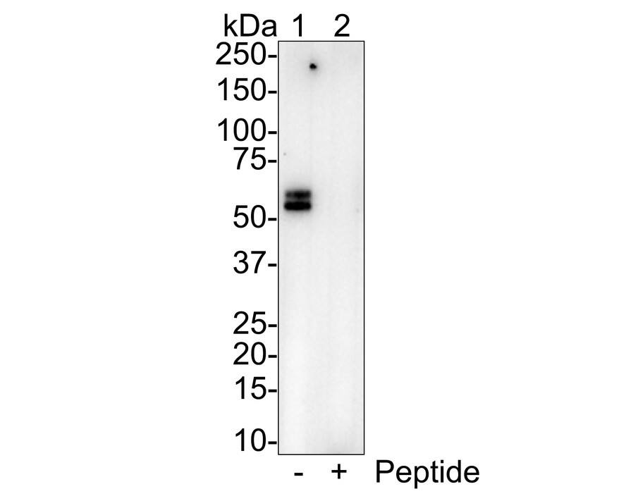 OLFM4 Antibody (PSH01-37) Western Blot: OLFM4 Antibody (PSH01-37) [NBP3-32678]