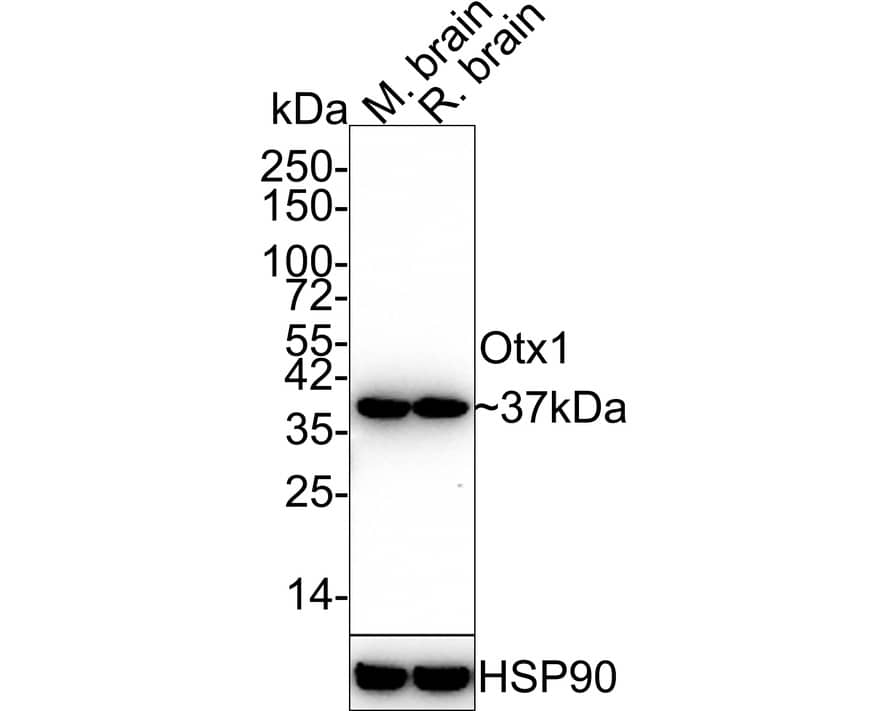 Otx1 Antibody (JE42-10) Western Blot: Otx1 Antibody (JE42-10) [NBP3-32681]