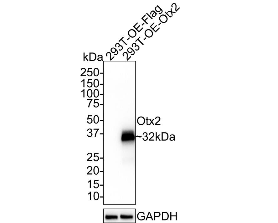 Otx1 Antibody (PSH01-62)