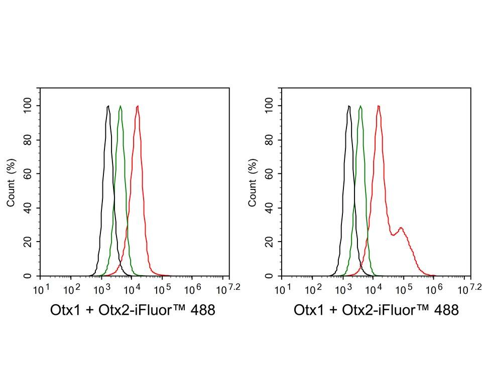 Otx1 Antibody (PSH01-62)