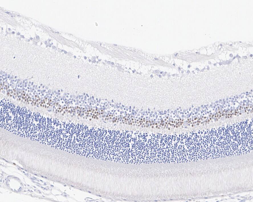 Otx1 Antibody (PSH01-62)