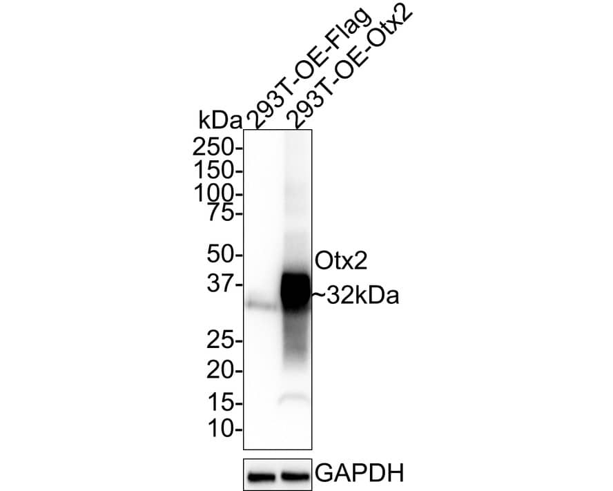 Otx2 Antibody (PSH01-61)