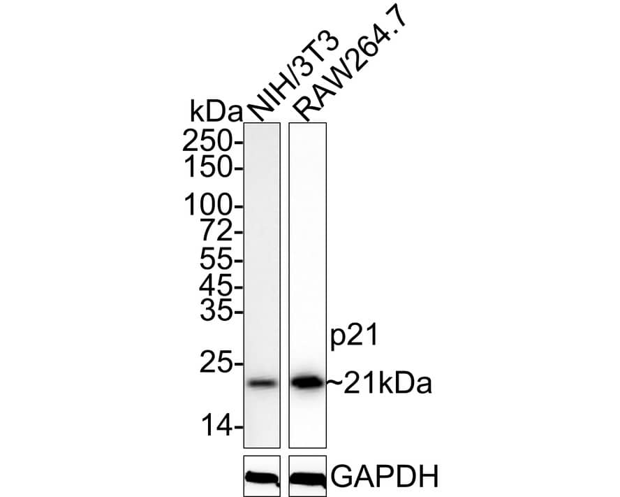 p21/CIP1/CDKN1A Antibody (PSH03-93)