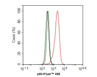 p40/deltaNp63 Antibody (PDH0-06)