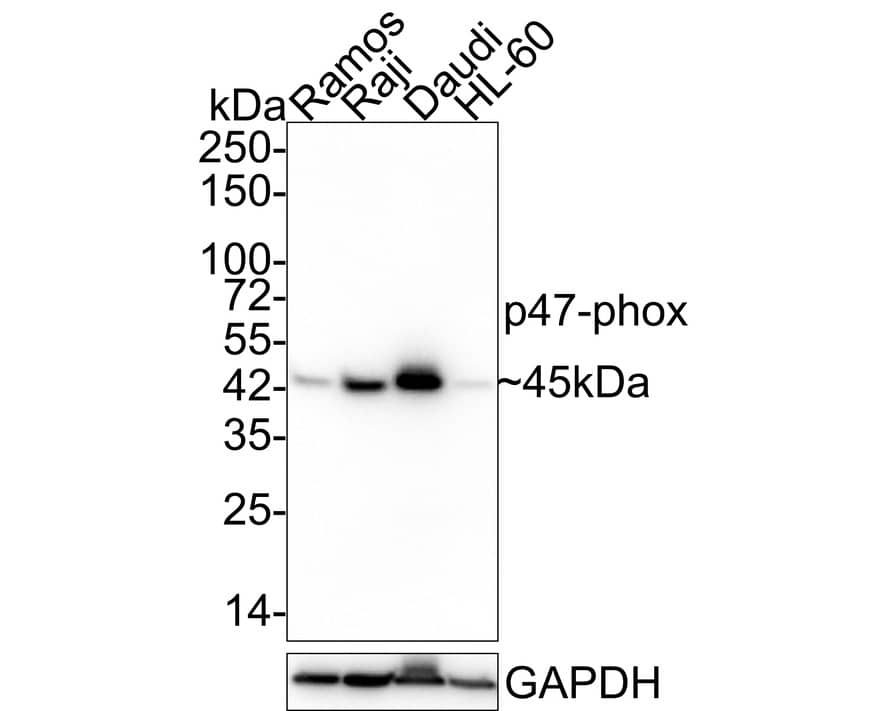 NCF1 Antibody (A6B10-R)