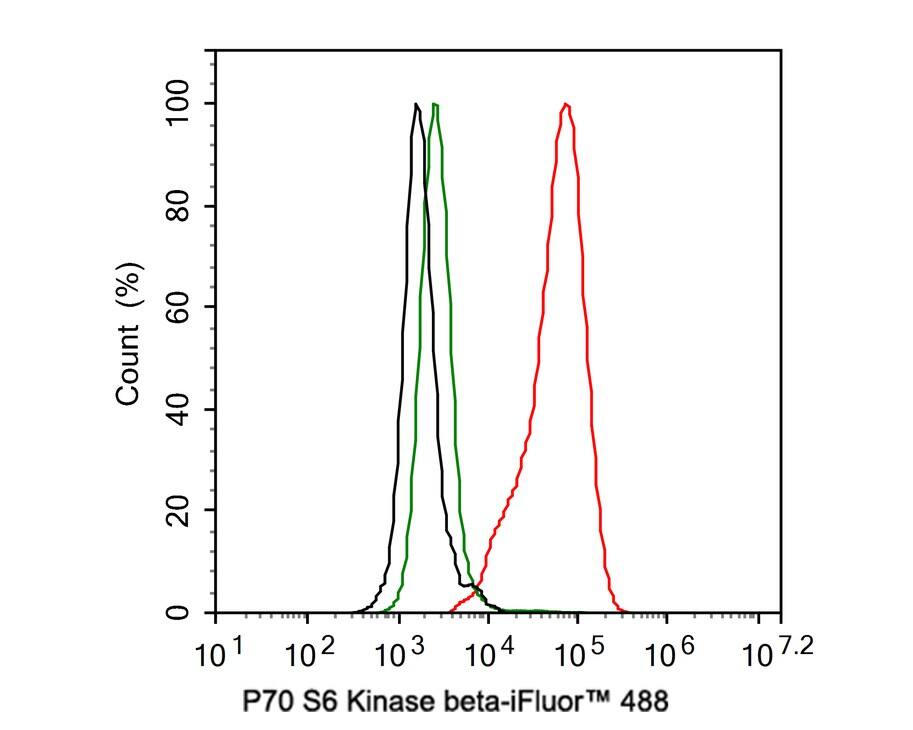 p70 S6 Kinase beta/S6K2 Antibody (JE35-69)